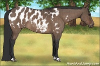 Horse Color:Brown Dun Appaloosa Brindle 
