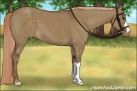 Horse Color:Chocolate Palomino Dun Brindle 