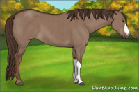 Horse Color:Liver Red Dun Brindle 
