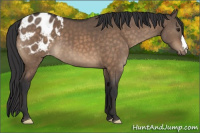 Horse Color:Brown Dun Appaloosa Brindle 