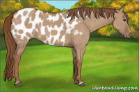 Horse Color:Red Dun Appaloosa Brindle 