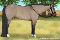 Horse Color:Brown Dun Brindle 