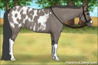 Horse Color:Grullo Appaloosa Brindle 