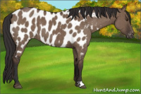 Horse Color:Liver Red Dun Appaloosa Brindle 
