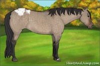 Horse Color:Brown Dun Blanket Brindle 