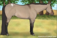 Horse Color:Brown Dun Appaloosa 