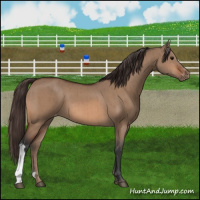 Horse Color:Bay Dun Appaloosa Brindle 