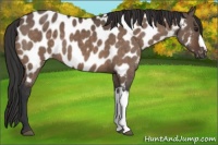 Horse Color:Brown Dun Appaloosa Brindle