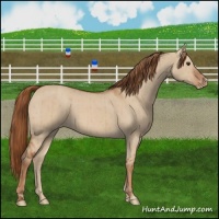 Horse Color:Red Dun Appaloosa Brindle 