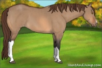 Horse Color:Bay Dun Appaloosa Brindle 