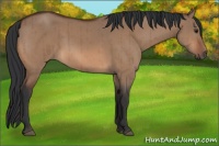 Horse Color:Brown Dun Brindle 