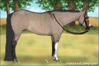 Horse Color:Brown Dun Brindle 