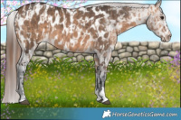 Horse Color:Bay Dun Near Leopard Brindle  and Brown Dun Blanket Brindle 