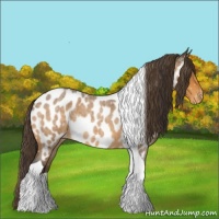 Horse Color:Buckskin Roan Tobiano Appaloosa Rabicano 