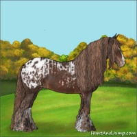 Horse Color:Brown Sabino Appaloosa  and Liver Chestnut Sabino Appaloosa 