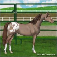 Horse Color:Liver Red Dun Appaloosa Brindle 