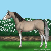 Horse Color:Bay Roan Dun Splash Rabicano Brindle
