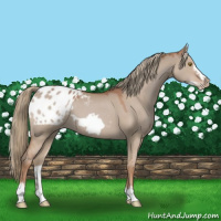 Horse Color:Red Dun Frame Appaloosa 