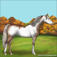 Horse Color:Silver Bay Dun Frame 