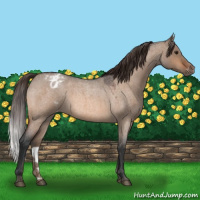 Horse Color:Bay Roan Dun Appaloosa