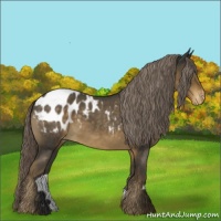 Horse Color:Chocolate Palomino Roan Appaloosa