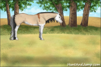 Horse Color:Bay Dun Splash