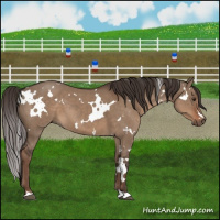 Horse Color:White Spotted Liver Red Dun