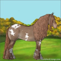 Horse Color:White Spotted Liver Red Dun Appaloosa 