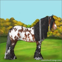 Horse Color:White Spotted Brown Appaloosa 