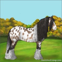 Horse Color:White Spotted Bay Dun Splash Appaloosa 