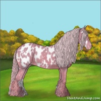 Horse Color:Watercolor White Spotted Palomino Appaloosa 