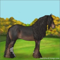 Horse Color:Liver Chestnut Rabicano