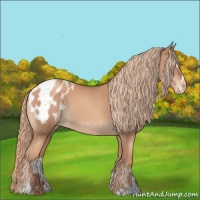 Horse Color:Gold Champagne Sabino Appaloosa 