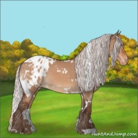 Horse Color:White Spotted Silver Bay Dun Appaloosa