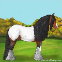 Horse Color:Bay Roan Appaloosa 