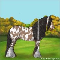 Horse Color:Liver Red Dun Near Leopard 