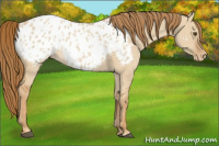 Horse Color:Red Dun Appaloosa 