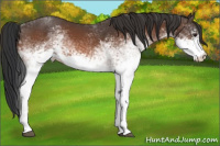 Horse Color:White Spotted Brown 