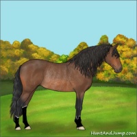Horse Color:Bay Rabicano 