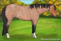 Horse Color:Bay Roan 