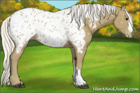 Horse Color:Silver Smoky Black Appaloosa 