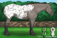 Horse Color:Grullo Appaloosa