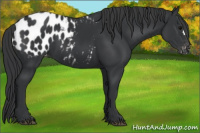 Horse Color:Black Appaloosa