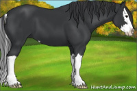 Horse Color:Black Sabino Splash 