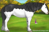 Horse Color:Black Splash Appaloosa 
