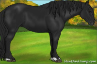 Horse Color:Gray Black 