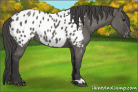 Horse Color:Grullo Appaloosa 