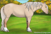 Horse Color:Silver Classic Champagne Dun