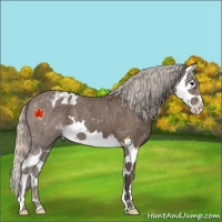 Horse Color:Silver Black Splash Appaloosa 