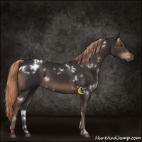 Horse Color:White Spotted Liver Chestnut 